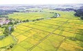 上高县：秋意浓 稻花香（图）