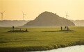 鄱阳湖湿地：金秋赏“草海”（图）
