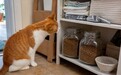 猫粮推荐性价比高：月预算100元档，纯刻B40等烘焙粮怎么选