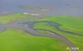草洲如毯，候鸟翩飞！鄱阳湖金溪湖现“大地之树”景观（图）