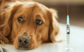 狂犬病，你真的了解吗？一篇全看懂！