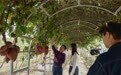 河南虞城：“空中红薯”喜获丰收 高产特色产业助力乡村振兴