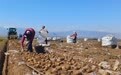 【甘快看】甘肃民乐：小土豆串起全链富民大产业