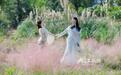 萍乡湘东区：粉黛草盛开（图）