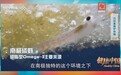 南极磷虾亮相CCTV-4《健康中国》，都乐时以“人宠同源”将其应用延伸至宠物功能营养