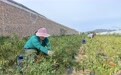 聚宝“棚”里鲜菜直供周边　甘肃灵台人拓宽富“蔬”路