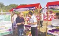 鹰潭贵溪：紫山药丰收引客来（图）