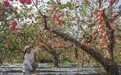 唐山迁西：山地苹果收获忙