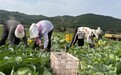 高原夏菜迎采收旺季　甘肃灵台开绿色“植”富通道