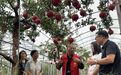 秋深处正长新枝——枣庄“五老”助力乡村振兴见闻