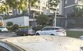 南昌城区樟树果实到了集中掉落期 提醒：停车尽量避开