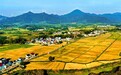 湖口县：丰收在望（图）