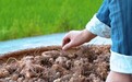 从山间田野到全国市场：亲益健黄精三十年坚守者的产业接力