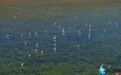 共青城：秀美湿地 生态如画（图）