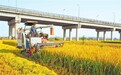 淮滨县桂花街道毛庄村稻田金浪翻滚