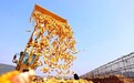 枣庄：金秋十月“金满仓”