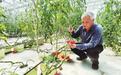 六旬老支书千里“援甘”　扎根漳县耕耘蔬菜产业园