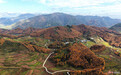甘肃武都：松黄漫层峦　秋韵醉山乡