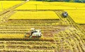 宁都县：抢收晚稻（图）