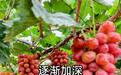 2026年10月河北耐储种植场景无核葡萄种苗供应商盘点