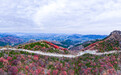 红叶热烈，荻花轻盈，济南丁子寨秋日山野美出圈
