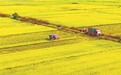 新余渝水区：秋收时节（图）