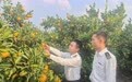发往吉尔吉斯斯坦！井冈蜜橘首次出口中亚市场