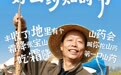 张宝山第四届铁棍山药霜降采挖季倒计时3天
