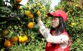 江西峡江：满园橘香志愿红（图）