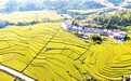 会昌县：美丽丰收画卷（图）