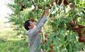 安徽怀远：冬桃缀满枝 丰收采摘乐