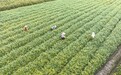 奉新县：花卉苗木产业助农增收（图）
