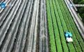 【#浙江发布10条抹茶产业扶持新政#】近日，浙江省《支持抹茶产业高质