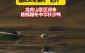 连续20年“赴约” 龙虎山景区迎来首批越冬中华秋沙鸭
