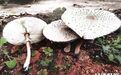 别拿经验“赌”安全！长沙县发布4起野生蘑菇中毒案例