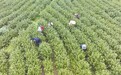 万载县：茶山管护忙（图）