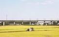 瑞金市：抢收晚稻（图）