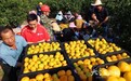 赣江新区：柑橘丰收采摘忙（图）