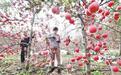 邢台内丘：山地苹果喜获丰收