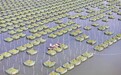 余干县：生态养殖（图）