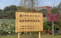 南昌红谷滩有块“丑石头” 藏着南昌1700年前的热搜