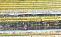 赣江新区：田间管护（图）