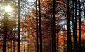 甘肃陇南康县秋色浓度已达90%　你等的赴约信号到了