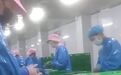 用鸡脖泥做馅是否违法【多家工厂被曝用鸡脖泥做馅料，撒尿牛丸“牛肉味纯