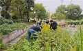 党建引领除隐患 守护生态保安全  ——武宁县林业局开展加拿大一枝黄花专项清除行动