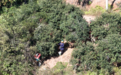 满山油茶果压弯枝头！乐安20万亩油茶丰收了