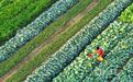 泰和县：管护蔬菜（图）