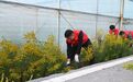 江西鹰潭：月湖出手清除“生态杀手”（图）