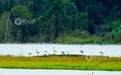 江西分宜：白琵鹭做客袁河湿地（图）