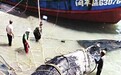 福建渔民捕获5米鲸鲨 官方：若捕获贩卖或被追责